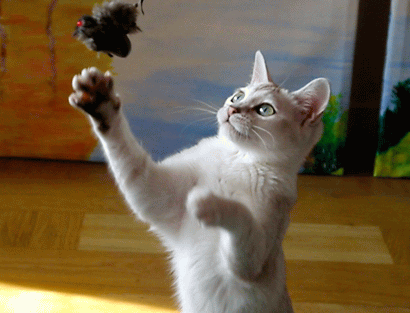 Burmilla Kitten Trying To Catch Bird