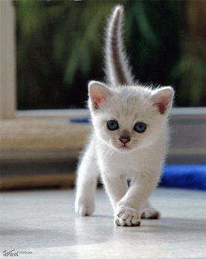 Burmilla Kitten Walking