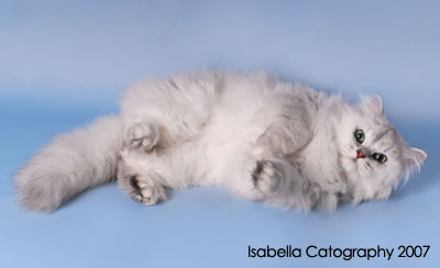 Burmilla Long Hair Cat Laying