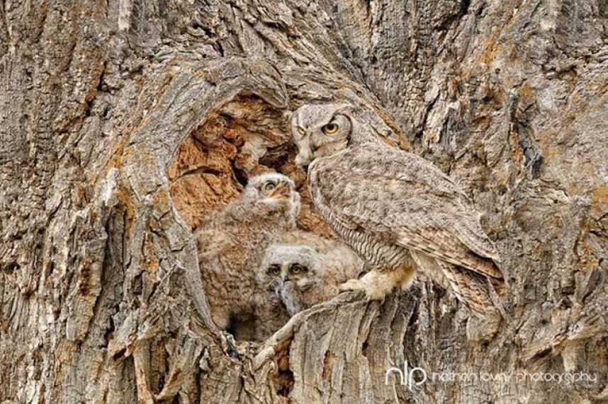 Camouflage Owls Funny Image