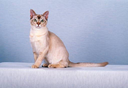 Chocolate Brown Burmilla Cat Sitting