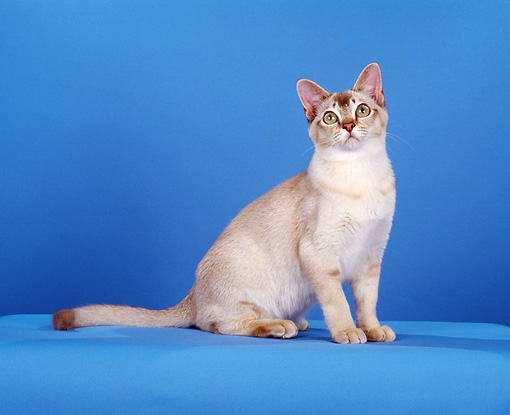 Chocolate Shaded Silver Burmilla Cat Sitting