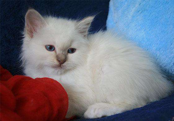 Cute Fluffy Long Hair White Burmilla Cat