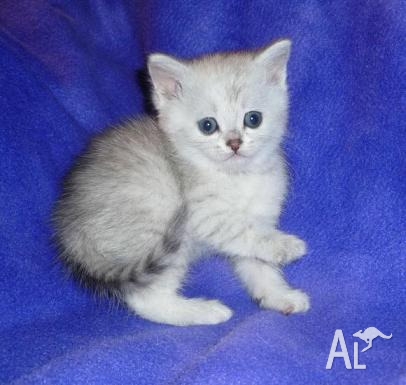 Cute Grey Burmilla Kitten