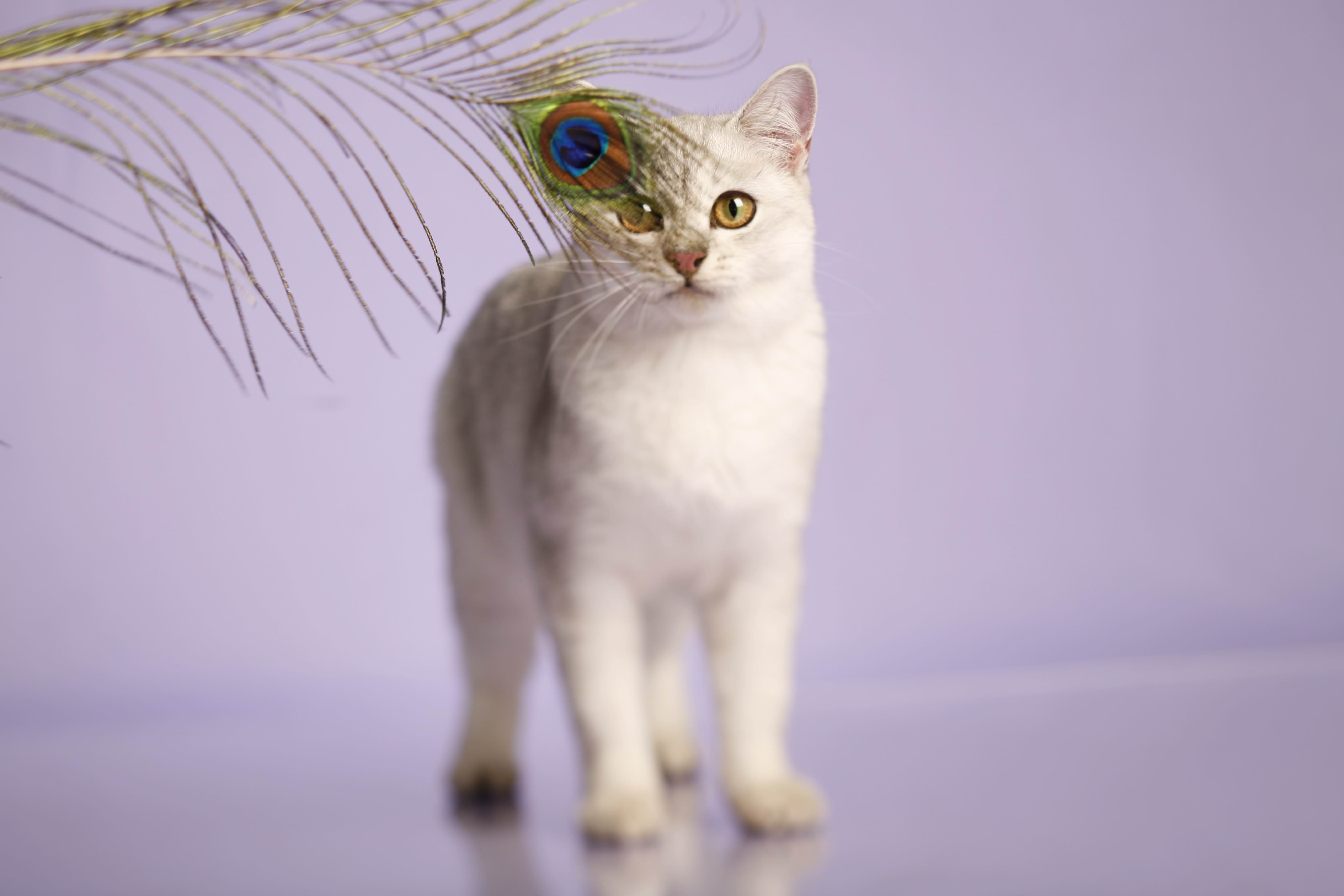 Cute White Burmilla Kitten