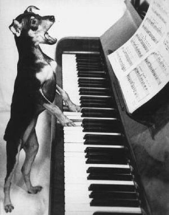 Dog Playing Piano Funny Picture