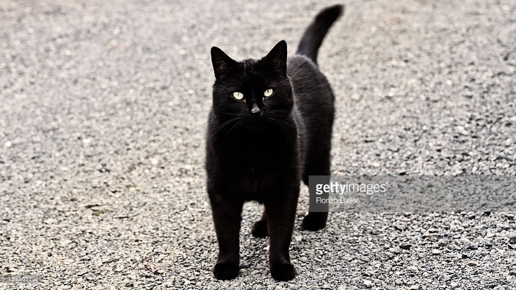 Fat Black Burmilla Cat On Road