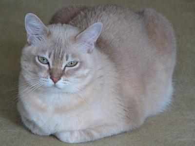 Fat Burmilla Cat Sitting