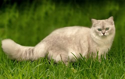 Fluffy Burmilla Cat In Garden