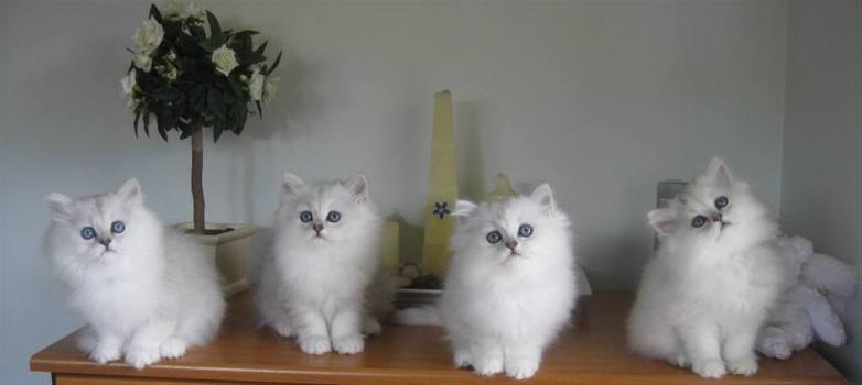 Four Beautiful White Burmilla Cats Sitting