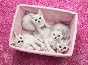 Four Burmilla Kittens Sitting In Basket Looking Up