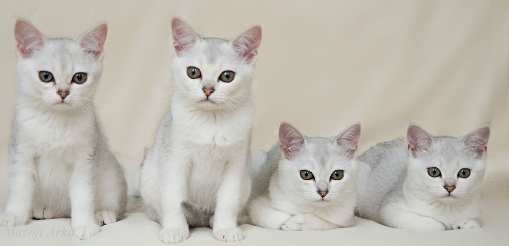 Four White Burmilla Kittens