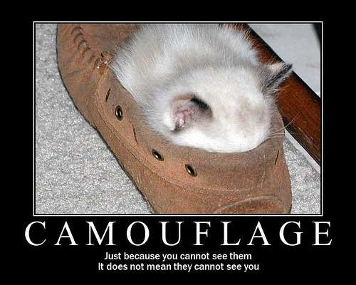 Funny Camouflage Cat Image