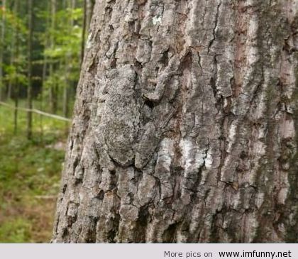 Funny Camouflage Frog Picture