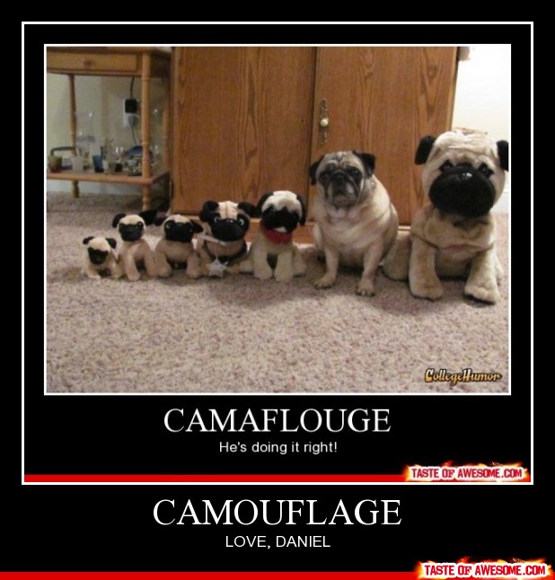 Funny Camouflage He's Doing It Right Pug Dogs Poster