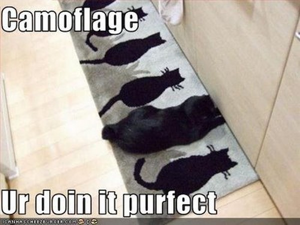 Funny Camouflage Rats Picture