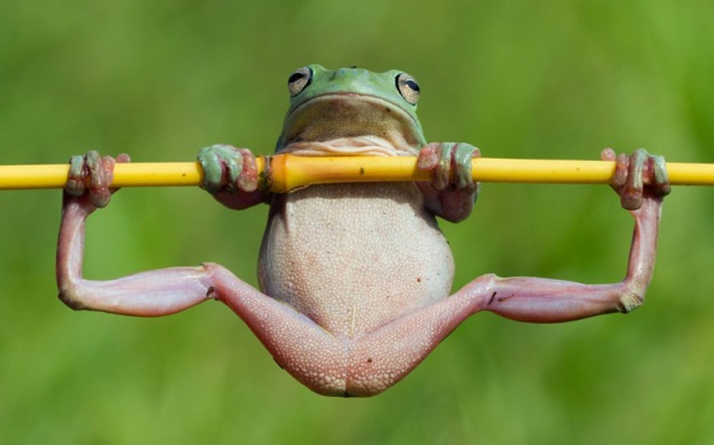 Funny Frog Doing Gymnastic Picture