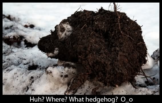 Funny Hedgehog Camouflage Image