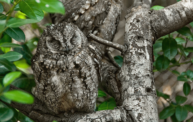 Funny Owl Camouflage Picture