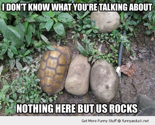 Funny Turtle Camouflage Picture