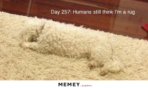 Funny White Dog Camouflage Image