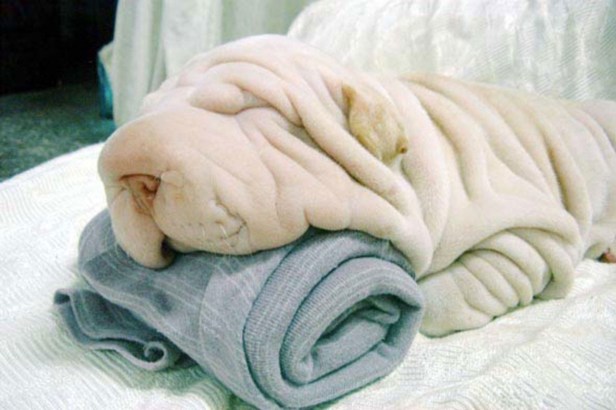 Funny Wrinkled Bull Dog Camouflage Image