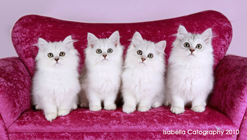 Gorgeous Four White Burmilla Kittens Sitting On Pink Sofa