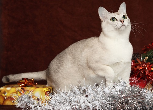 Grey And White Burmilla Cat Sitting