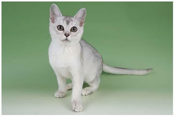 Grey And White Burmilla Kitten Sitting