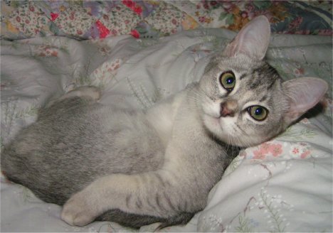 Grey Black Burmilla Cat Sitting Photo