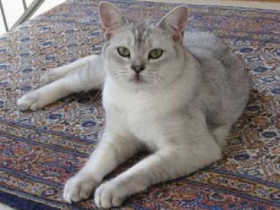 Grey Burmilla Cat Sitting Image