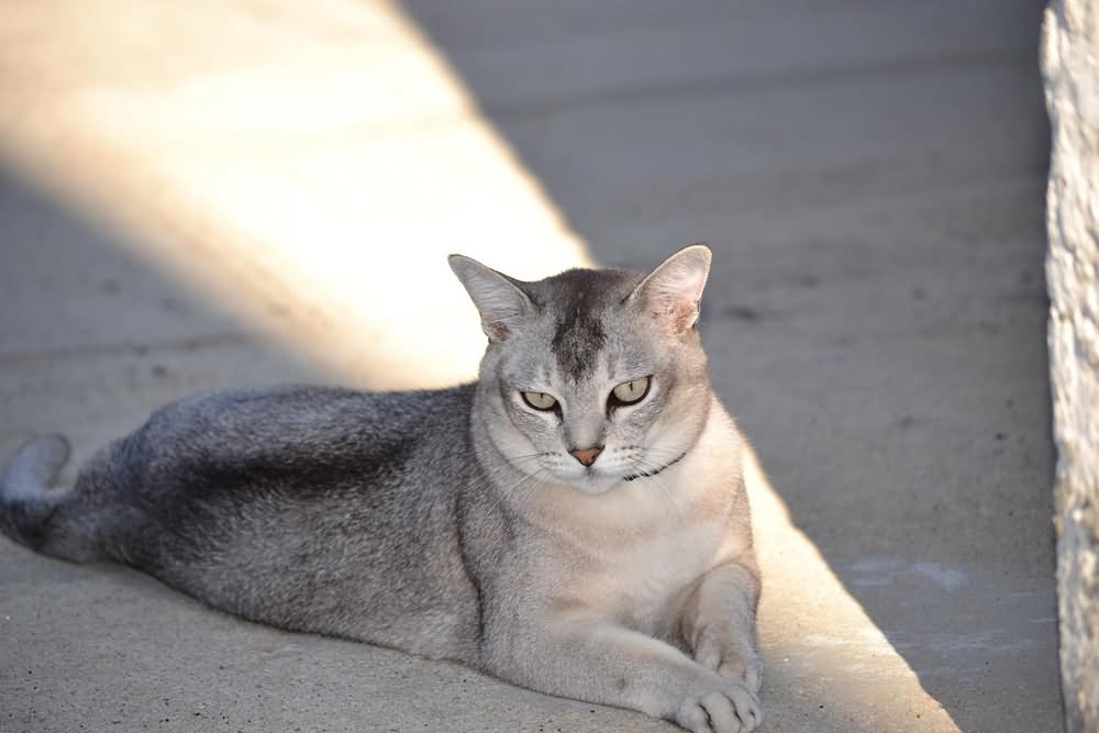 Grey Burmilla Cat Sitting On Road