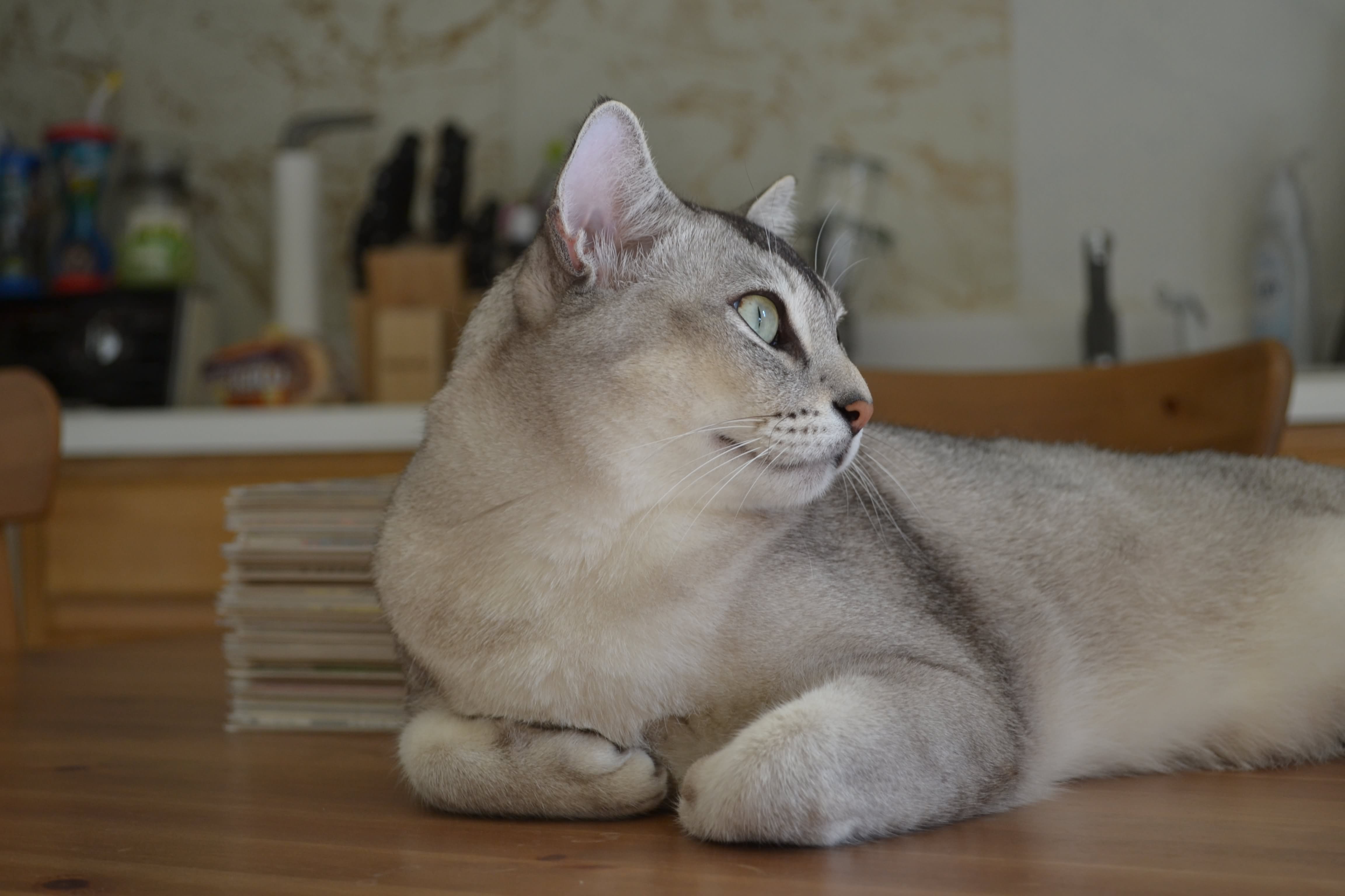 Grey Burmilla Cat Sitting Photo