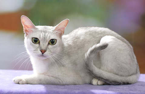 Grey Burmilla Cat Sitting Picture