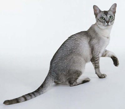 Grey Burmilla Cat Sitting With One Paw Up