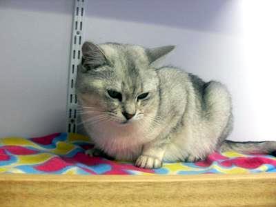 Grey Burmilla Kitten Sitting