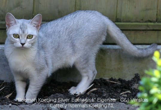 Grey White Burmilla Cat Outside