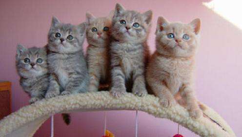 Group Of Burmilla Kittens Sitting