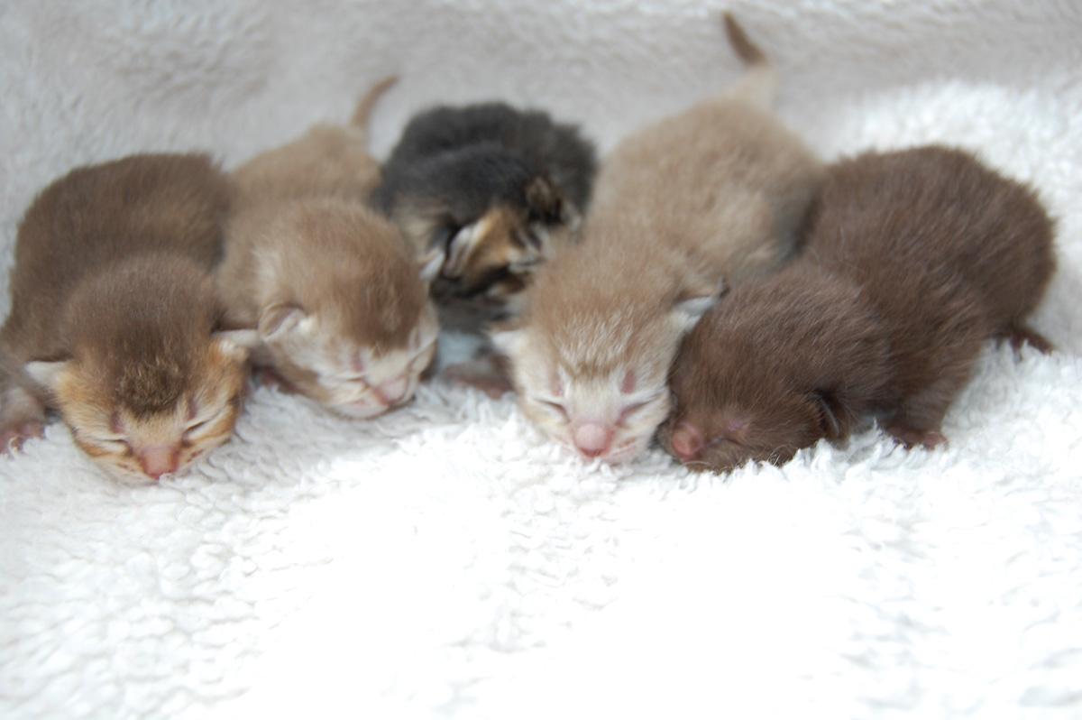 Group Of New Born Burmilla Kittens Sleeping