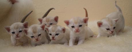 Group Of New Born Burmilla Kittens