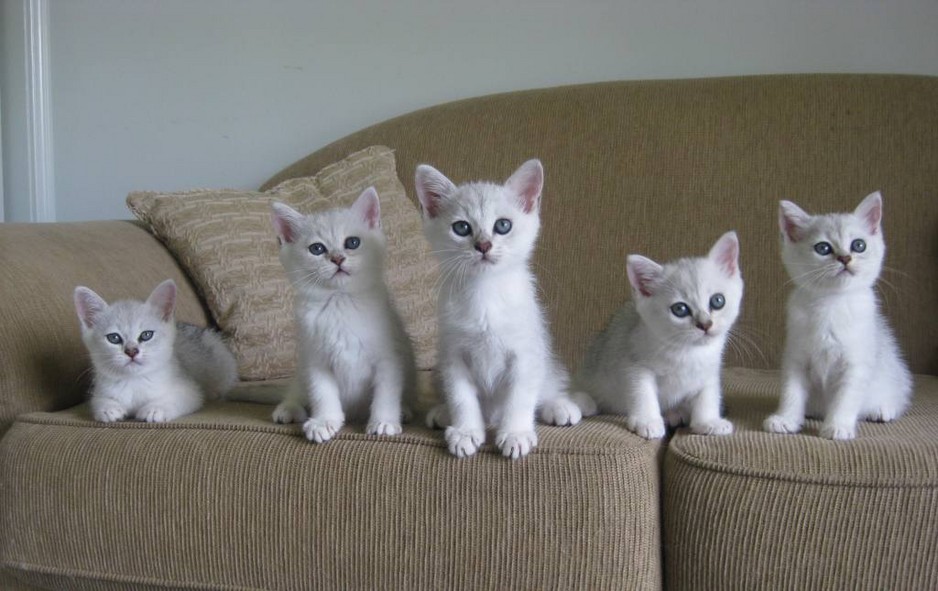 Group Of White Burmilla Kittens Sitting On Sofa