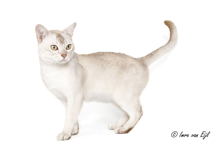 Light Brown Burmilla Cat