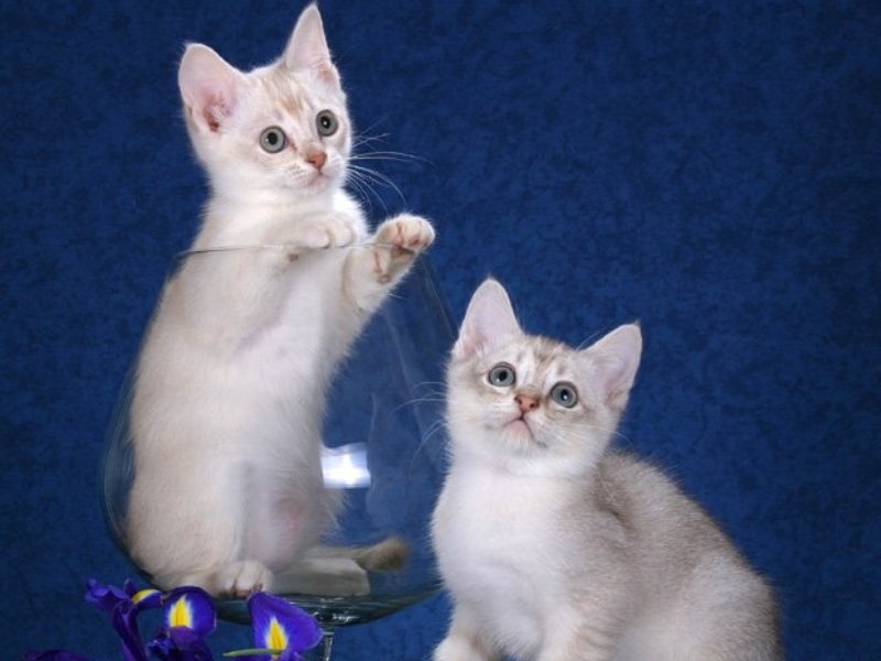 Little Cute Burmilla Kittens