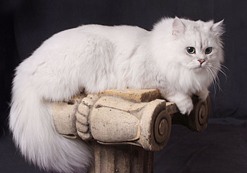 Long Hair Fluffy Burmilla Cat Sitting