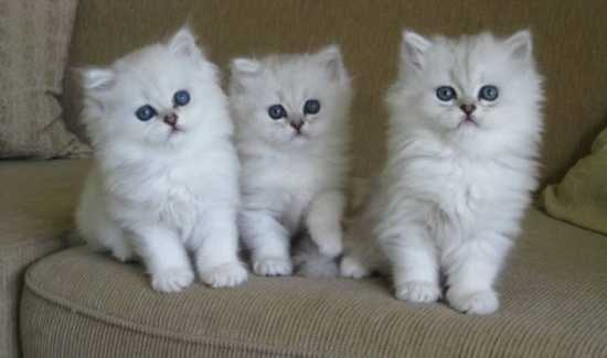 Long Hair White Burmilla Kittens