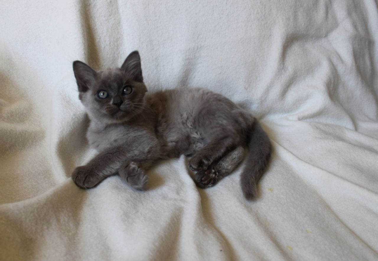 Long Haired Black Smoke Burmilla Kitten