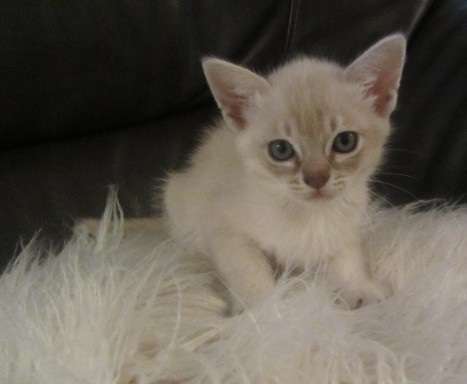 Lovely Burmilla Kitten Sitting On Fur