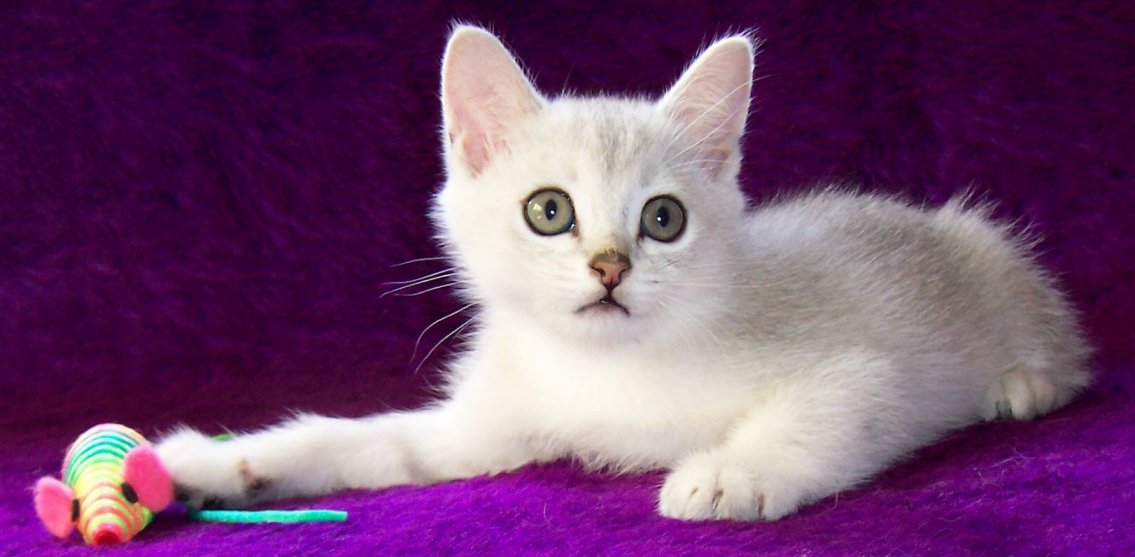 Lovely White Burmilla Kitten Sitting