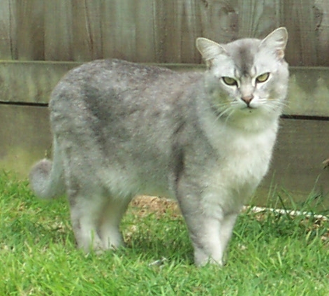 Male Burmilla Cat In Garden