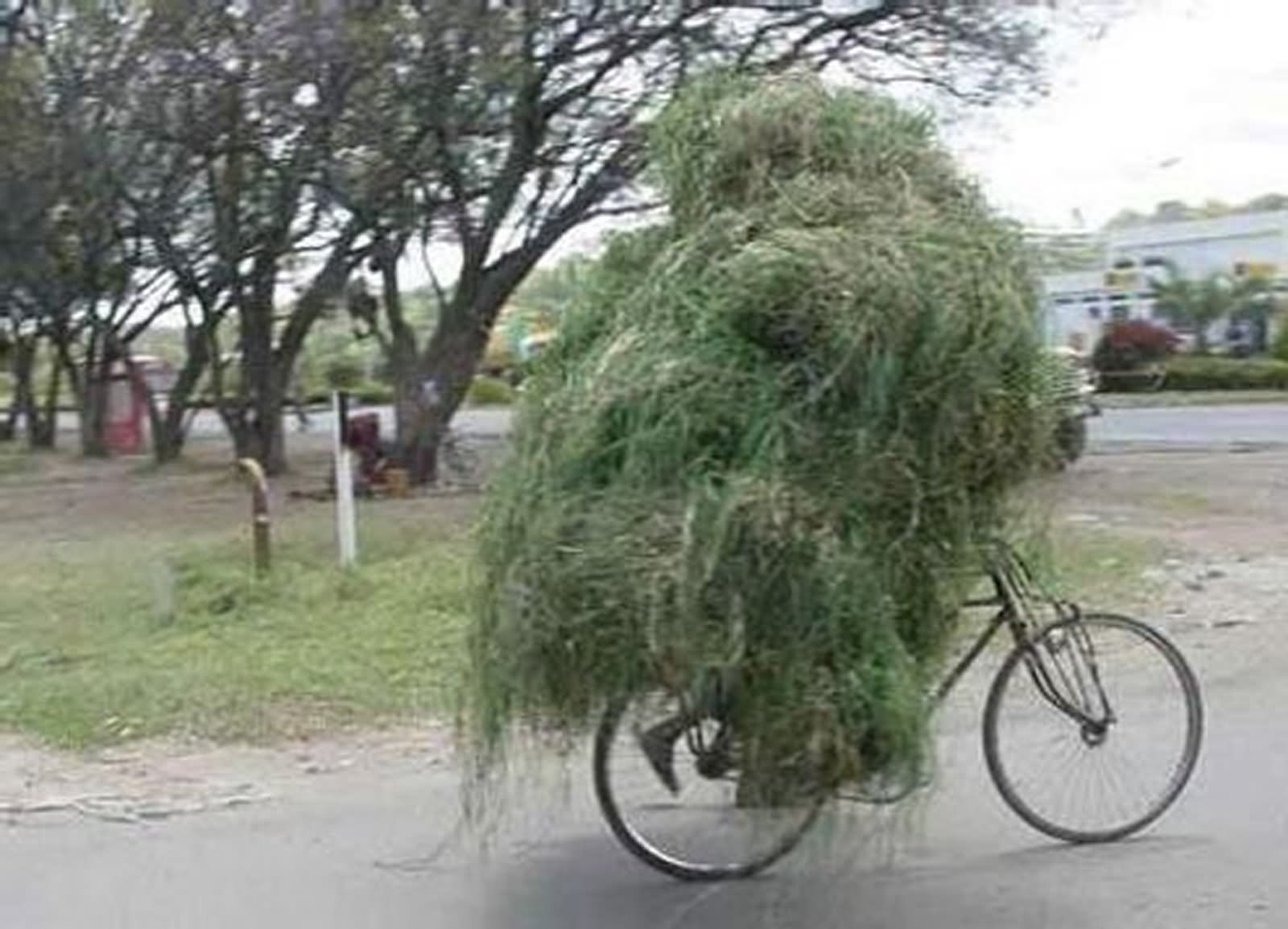 Man Covered With Grass Riding Bicycle Funny Camouflage Picture